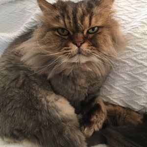 Meet your Posher, Valerie